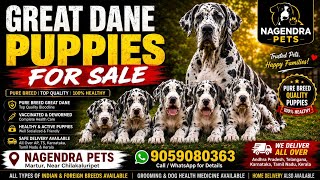 Top quality Great Dane puppies for sale | Martur | 9059080363 | @nagendrapet