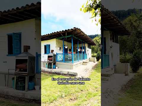 Una finca en Salento Quindío con una encantadora casa tradicional 💚 #ejecafetero #salento #quindio