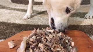 Dog Eating Stir-fried Meat [Sound Dogs Love]