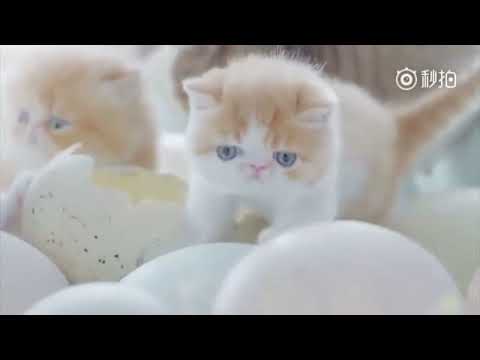 My L♥️VE / Mera Pyar