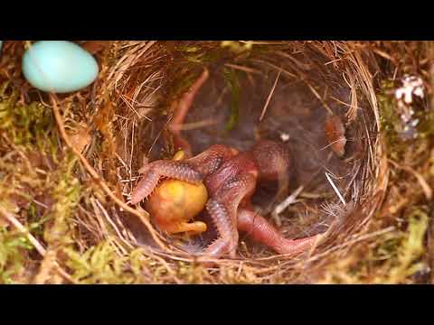 Cuckoo chick evicting redstart chick