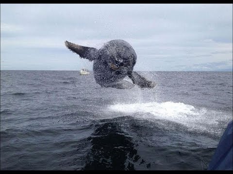 pourquoi la baleine crache-t-elle de l'eau