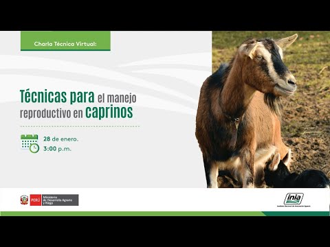 , title : 'Técnicas para el manejo reproductivo en caprinos'