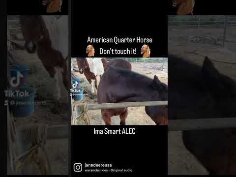 , title : 'American#quarter#horse#food#dominance#california#ranchlife'