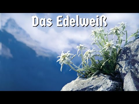 Das Edelweiß [German folk song]