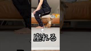 どこでも座れる椅子が快適すぎた！