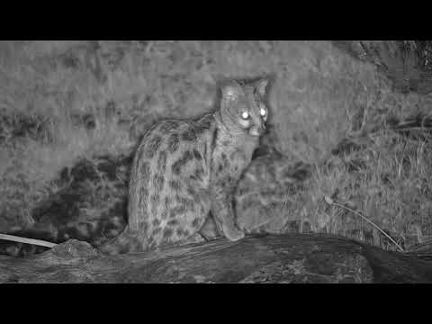 Djuma: Genet gets drink at the pan then off on it's mission - 22:55 - 11/20/20