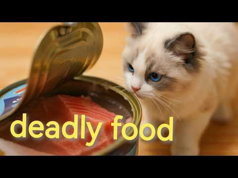 13 Toxic & Safe Foods for Cats | Complete Guide猫咪必看：13种致命食物+安全食物清单长视频1