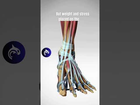 The Incredible Structure of the Foot - 3D Animation  #anatomy