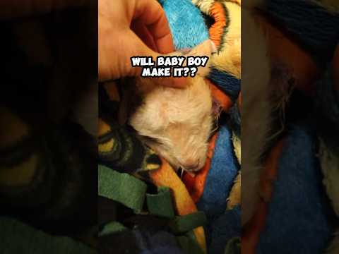 This lamb was EIGHT DAYS EARLY!!???? ...did our baby boy make it??