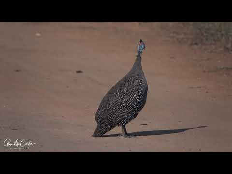 Helmeted guineafowl roadblock