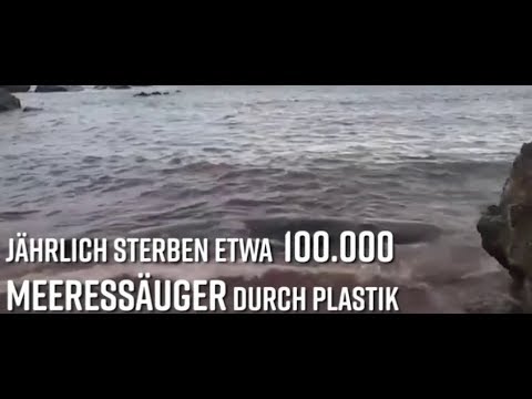 Wal erbricht fünf Plastiktüten