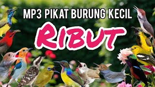 Download lagu MP3 PIKAT BURUNG KECIL RIBUT PALING MANJUR UNTUK MENGUNDANG BURUNG LIAR mp3