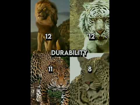 Lion vs tiger vs leopard vs jaguar edit🔥#shorts