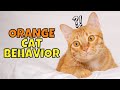 The Surprising Truth About Orange Ginger Cat Behavior