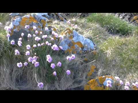 BALLYMACORMICK Point WALK Groomsport