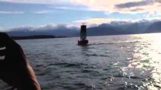 Stellar sea lions on channel buoy