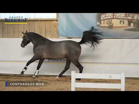 Conthargos Man will be new at the Birkhof stud farm in 2026