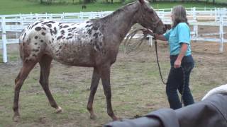 Cinchy Rescue Appaloosa filly