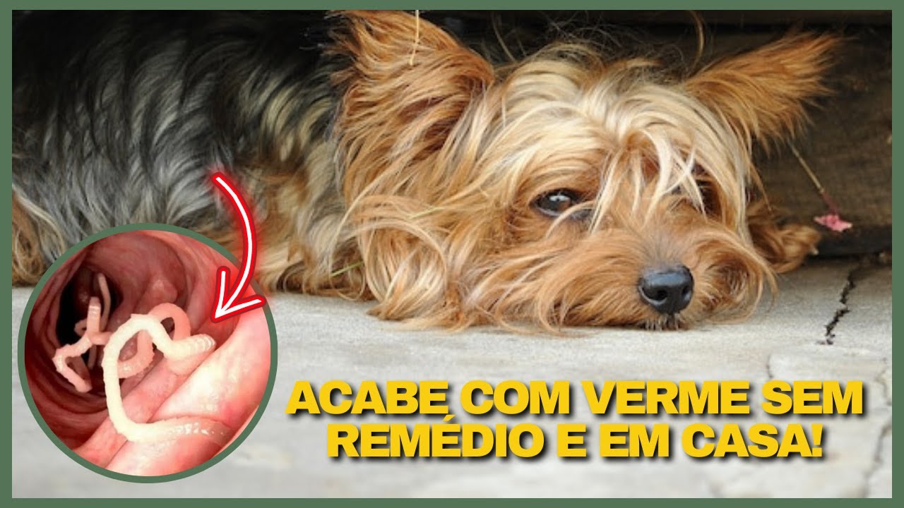 Use Essas 4 Ervas CASEIRAS, NATURAIS, BARATAS E FÁCEIS  para Acabar com Verme em Cachorro e no Gato!