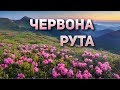 Пісні Червона рута