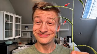 LOOK At This Grass Piece!
