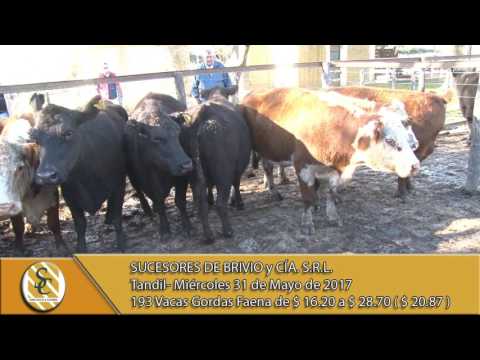 31-05-17 Venta de hacienda al kilo - Sucesores de Brivio y Cía - Tandil