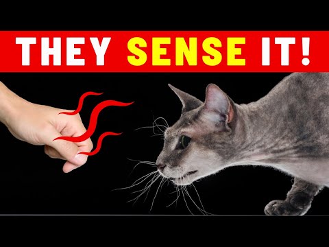 How Your Cat Can Sense a Bad Person (And Other Amazing Cat Abilities)