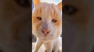 Download lagu meme kucing ,rizky aulia harus nonton g#shorts mp3 Download lagu meme kucing ,rizky aulia harus nonton g#shorts mp3