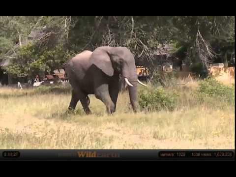Jan 31 WildEarth Safari AM Drive: Elephant visits the Djuma waterhole
