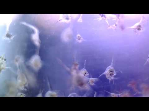 Brachyura and Anomura Zoea