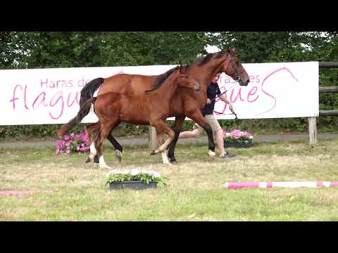 CATALANE DES FLAGUES Z