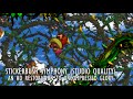 Stickerbush Symphony Restored To HD