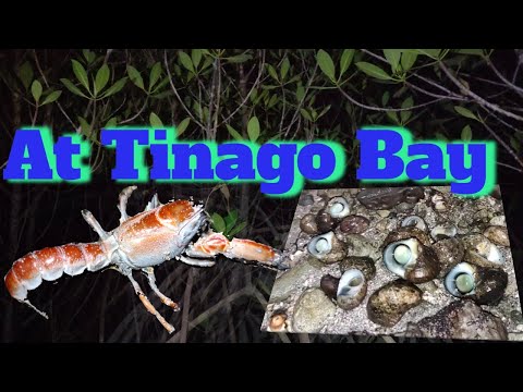Pangunguha ng Sihi sa Tinago Bay | MinMin TV