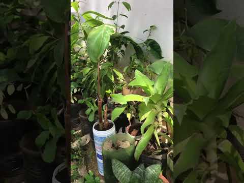 Tudo eu agradeço (hino da gratidão)