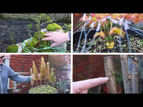 Long Awaited - Spring bonsai updates!