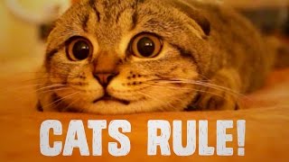 5 Reasons Why Cat People Rule So Hard