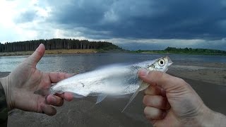 Можно ли ловить чехонь на резинку