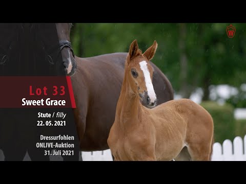 Onlive-Auktion Dressurfohlen Lot 33 Sweet Grace Stute v. So Unique - Belissimo M