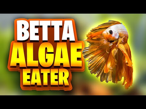 3 Great Little Algae Eaters For Betta Fish Tanks! (Perfect For Small, Planted Betta Fish Aquariums)