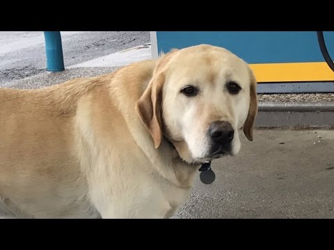 YouTube video about: Are dogs allowed in gas stations?