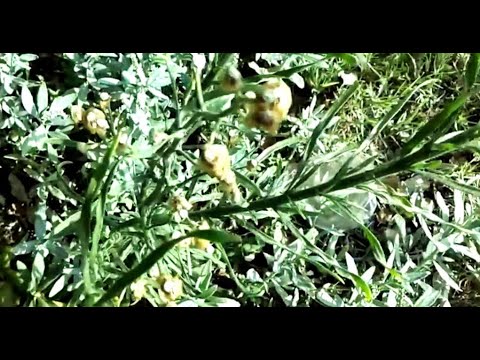 , title : 'الطرخون او الطرخوم او الترخون تنينة الشيح Artemisia dracunculus'