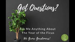 Ficus Care 101: Stop Leaf Drop & Master Every Variety (Expert AMA)
