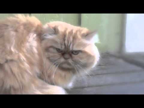 Ostkaka (Karusellen) vs Shazamm (Rifa) **Basementality Battles**