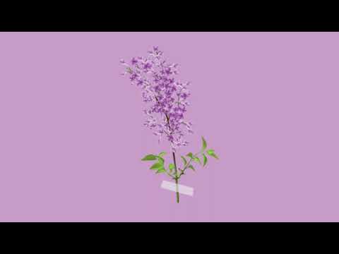 Lilac - Ember Eyes