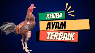 Download lagu Ini Ayam Pama Terbaik dan termahal di Thailand,  Milik Noomrongme Farm mp3