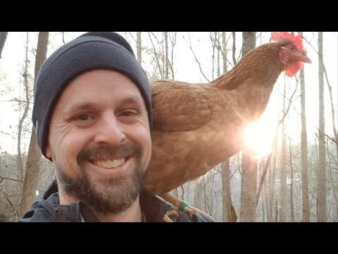 How to keep your chicken's water from freezing over!