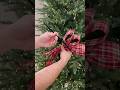 A Simple Way To Decorate Your Christmas Tree This Year Using Ribbon Shorts Diy Christmas