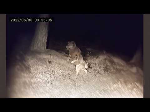 Creepiest Wildlife and Cryptid Encounters Captured on Camera!