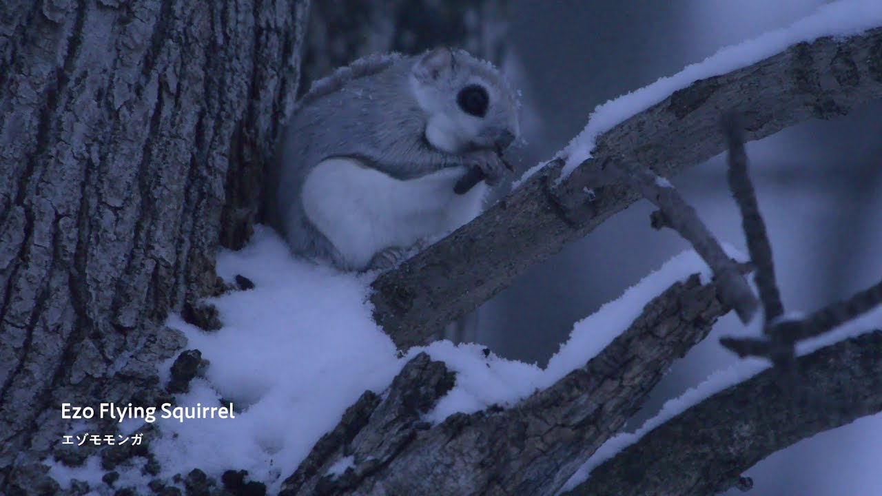 03 Higashikawa Wildlife